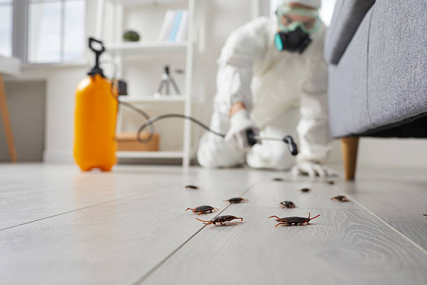Post-Treatment Bed Bug Interceptor Monitoring in Brea